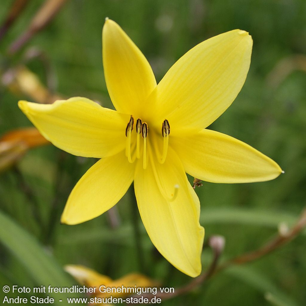 Kleine Taglilie (Hemerocallis minor)