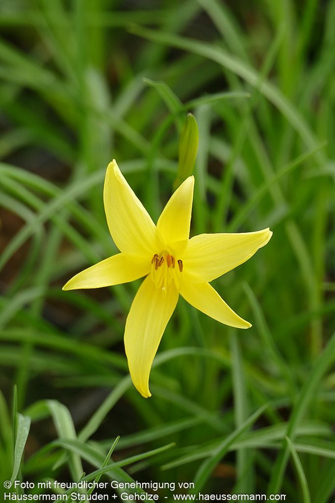 Kleine Taglilie (Hemerocallis minor)