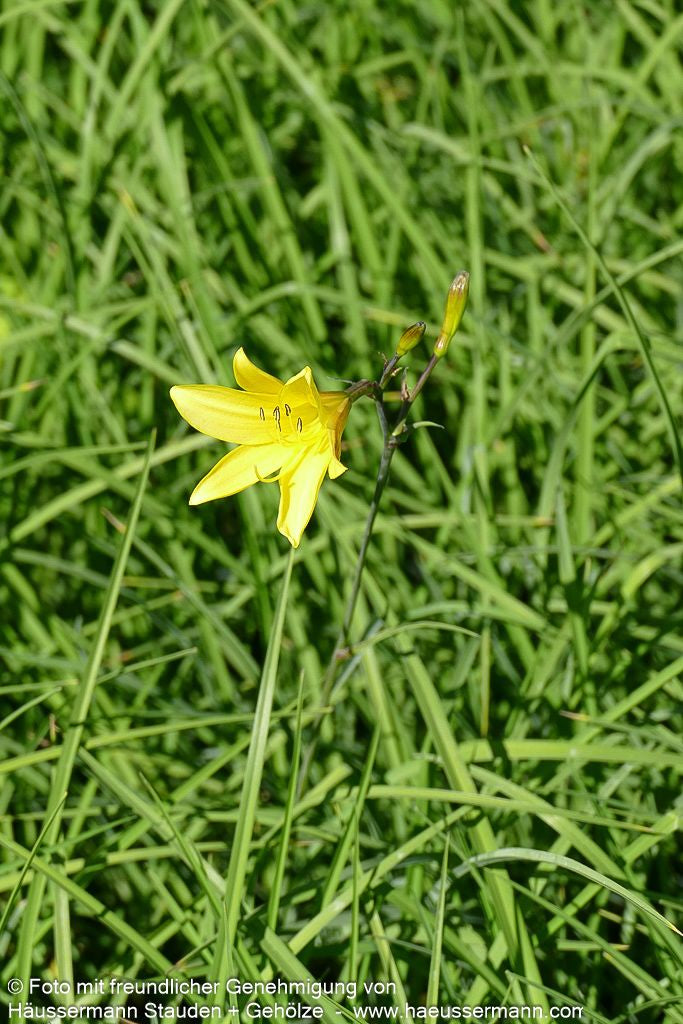 Kleine Taglilie (Hemerocallis minor)