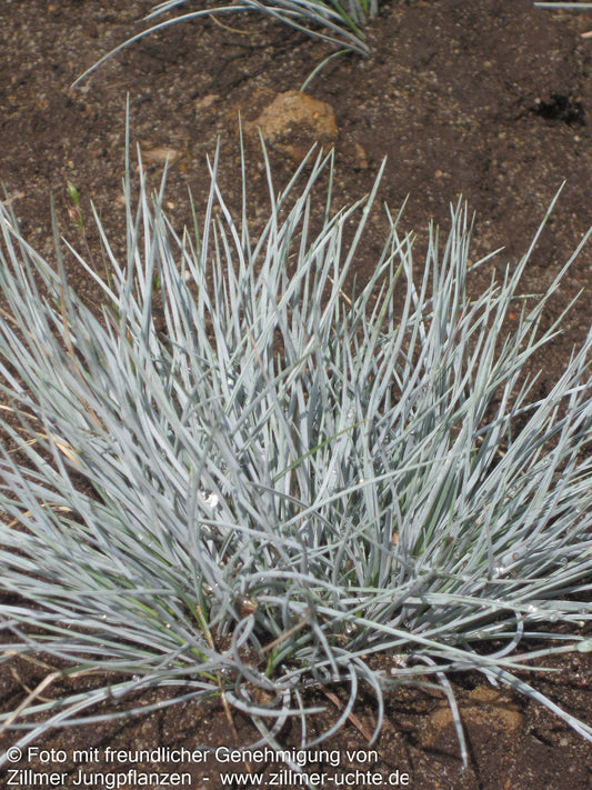 Kleiner Blau-Schwingel 'Zwergenkönig' (Festuca valesiaca)