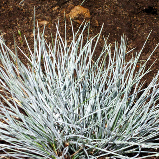 Kleiner Blau-Schwingel 'Zwergenkönig' (Festuca valesiaca)
