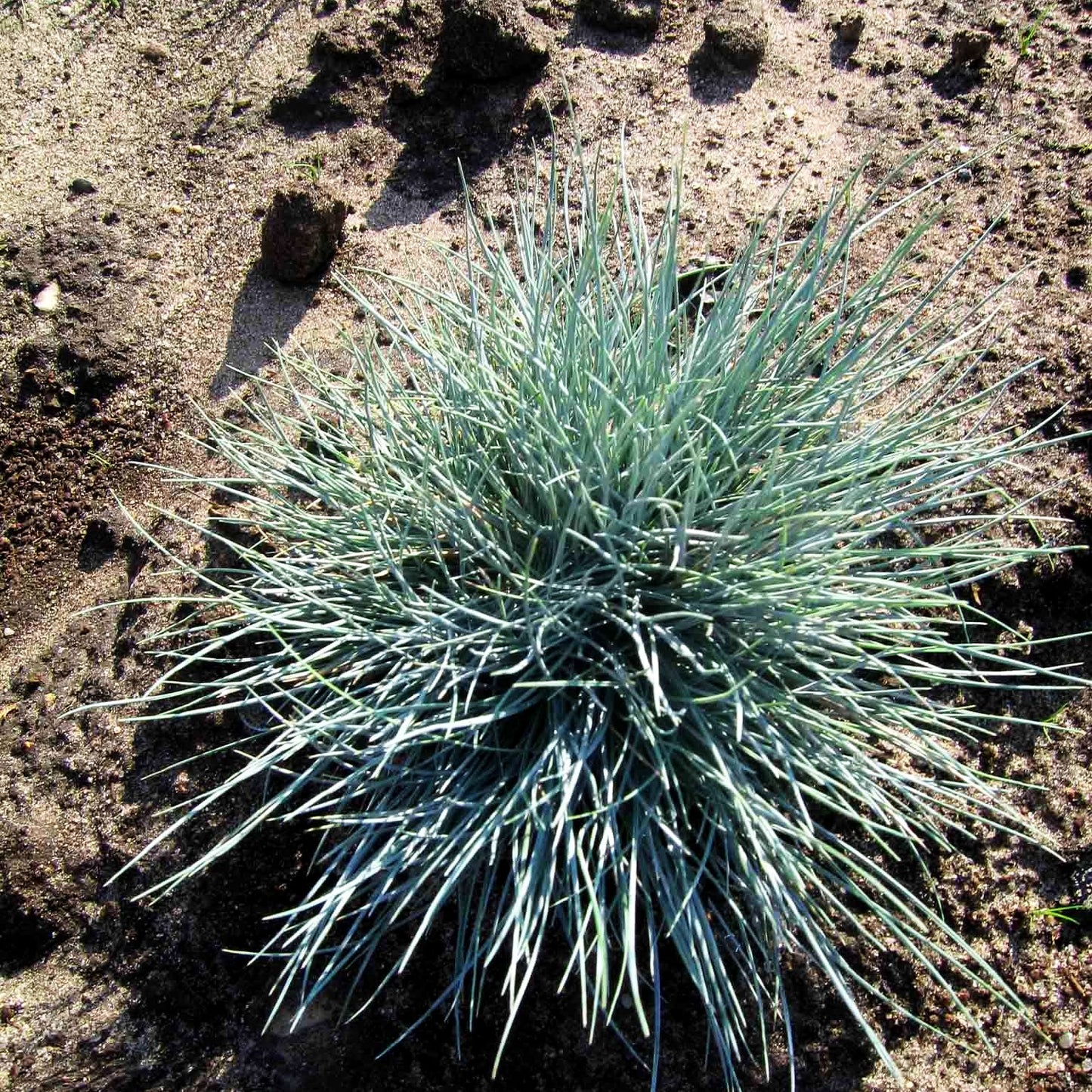 Kleiner Blau-Schwingel 'Zwergenkönig' (Festuca valesiaca)