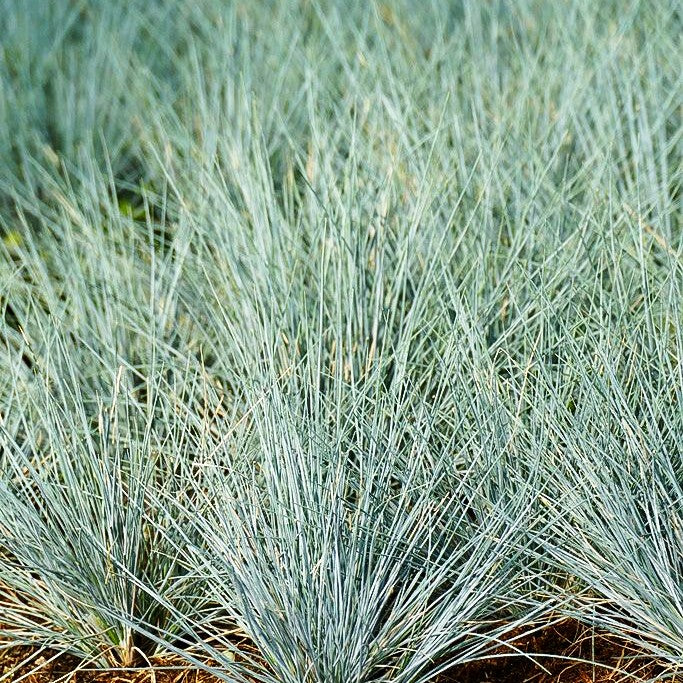 Kleiner Blau-Schwingel 'Zwergenkönig' (Festuca valesiaca)