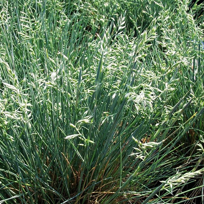 Kleiner Blau-Schwingel 'Zwergenkönig' (Festuca valesiaca)