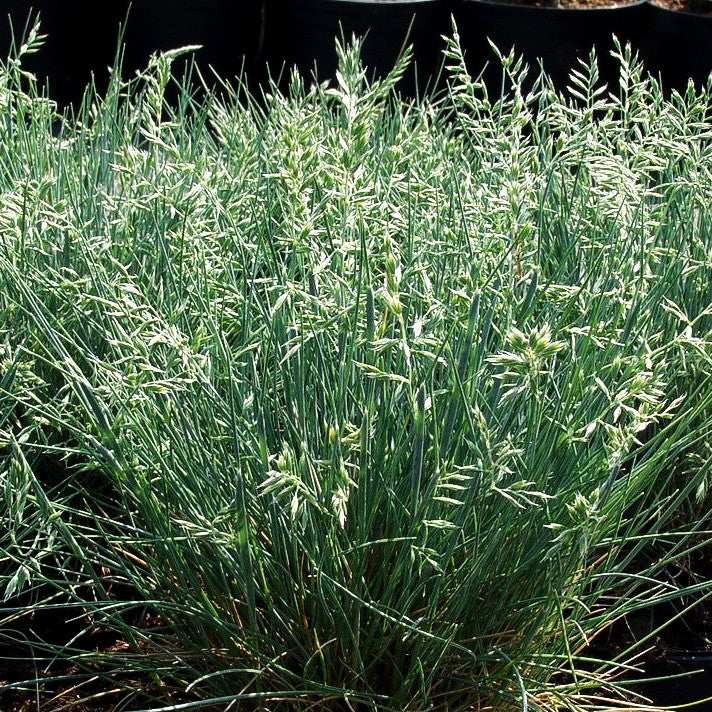 Kleiner Blau-Schwingel 'Zwergenkönig' (Festuca valesiaca)
