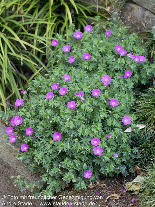 Kleiner Blut-Storchschnabel 'Nanum' (Geranium sanguineum)