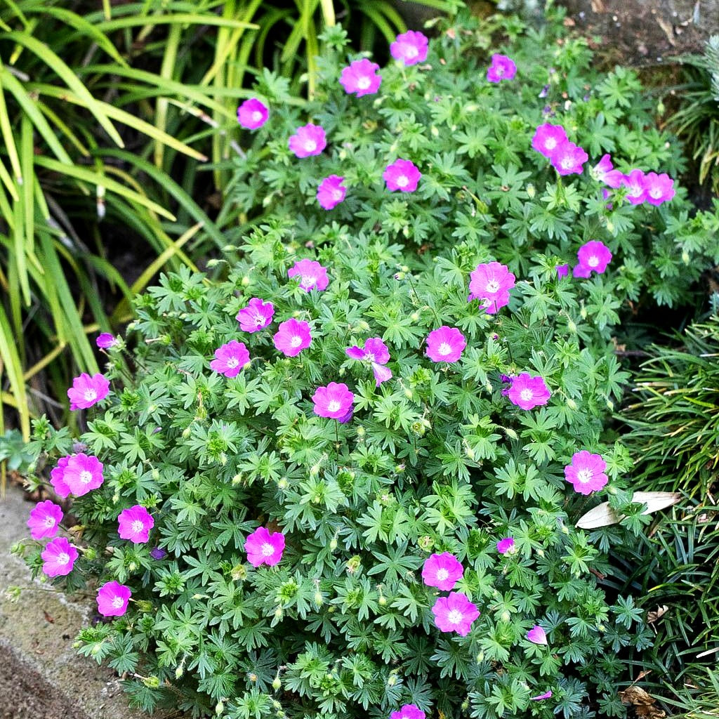 Kleiner Blut-Storchschnabel 'Nanum' (Geranium sanguineum)