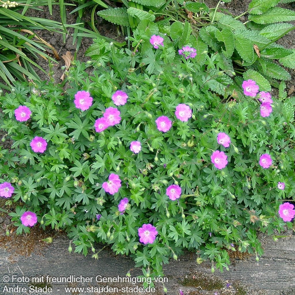 Kleiner Blut-Storchschnabel 'Nanum' (Geranium sanguineum)