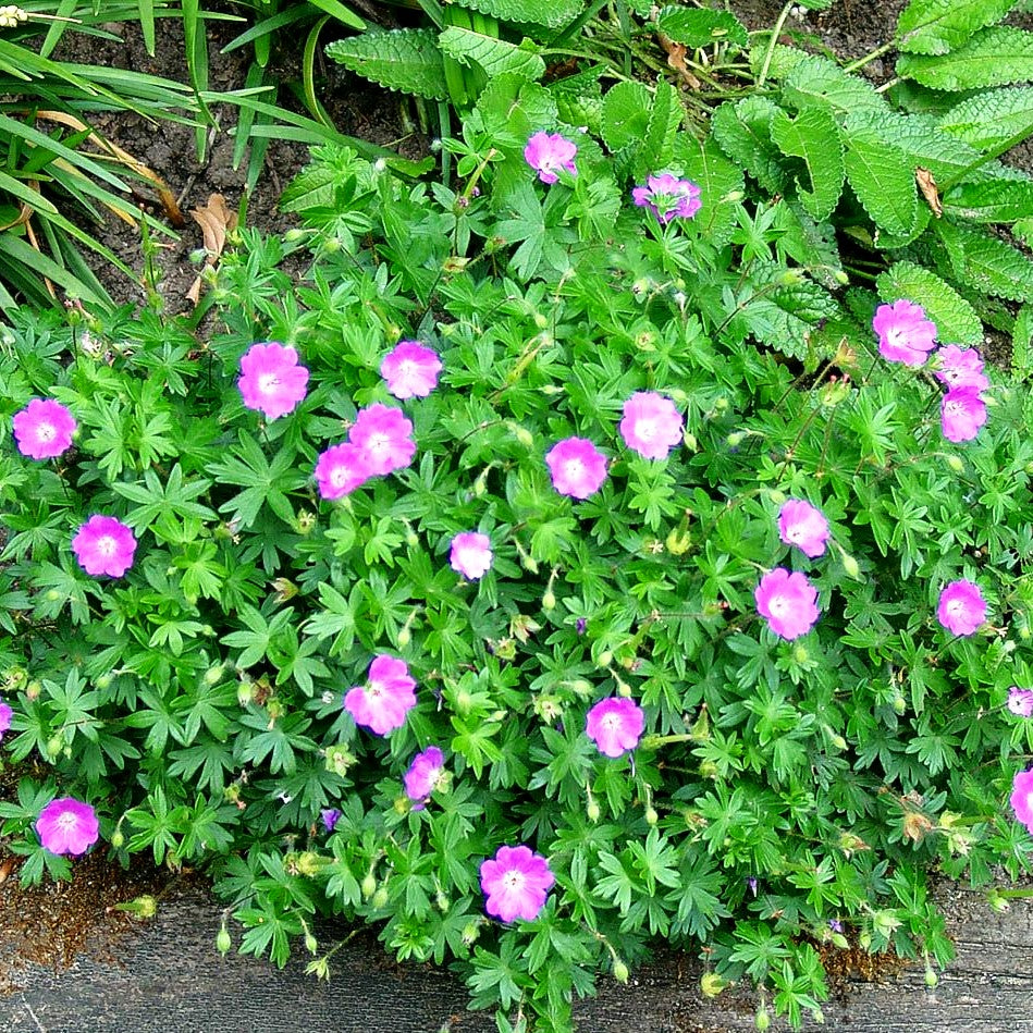 Kleiner Blut-Storchschnabel 'Nanum' (Geranium sanguineum)