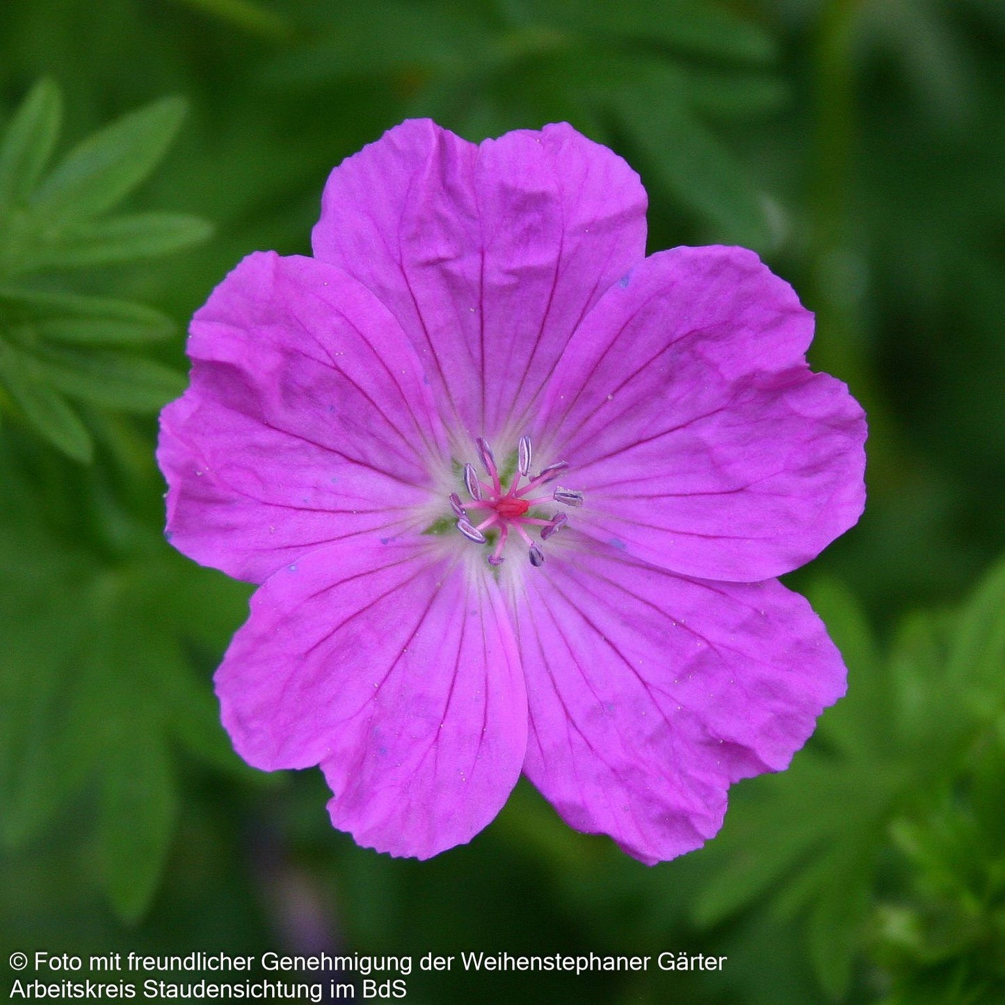 Kleiner Blut-Storchschnabel 'Nanum' (Geranium sanguineum)