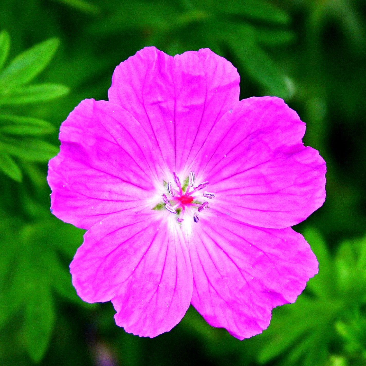 Kleiner Blut-Storchschnabel 'Nanum' (Geranium sanguineum)