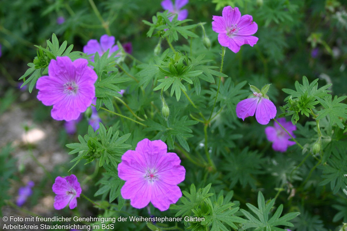 Kleiner Blut-Storchschnabel 'Nanum' (Geranium sanguineum)