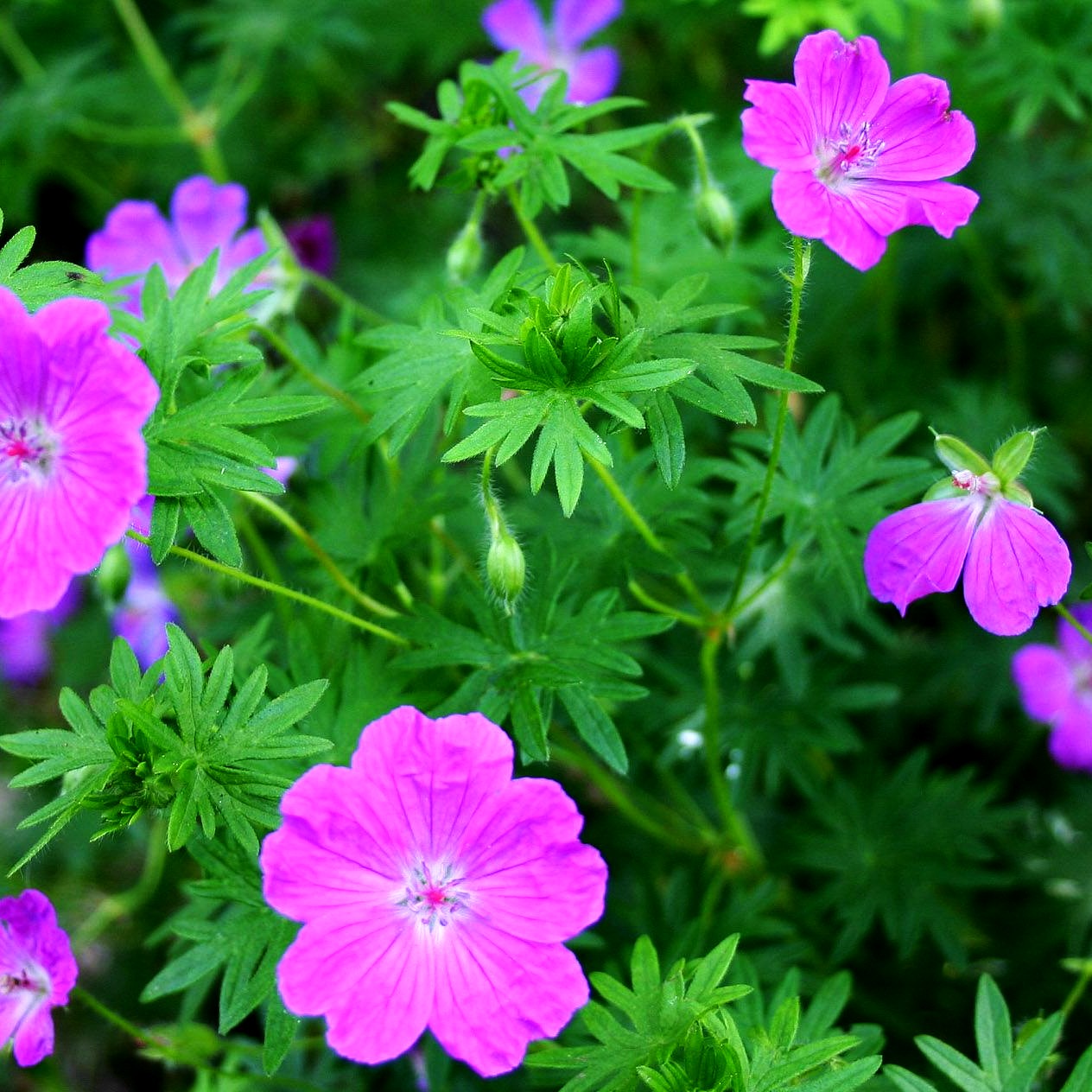 Kleiner Blut-Storchschnabel 'Nanum' (Geranium sanguineum)