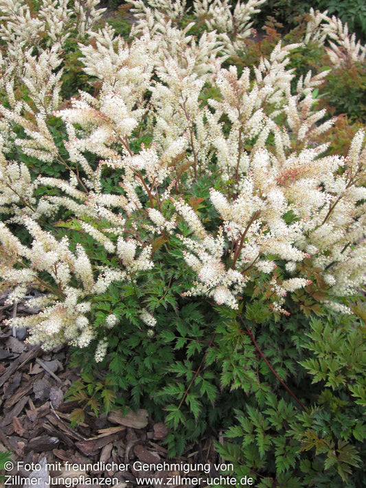 Kleiner Geißbart 'Bronze' (Aruncus aethusifolius)