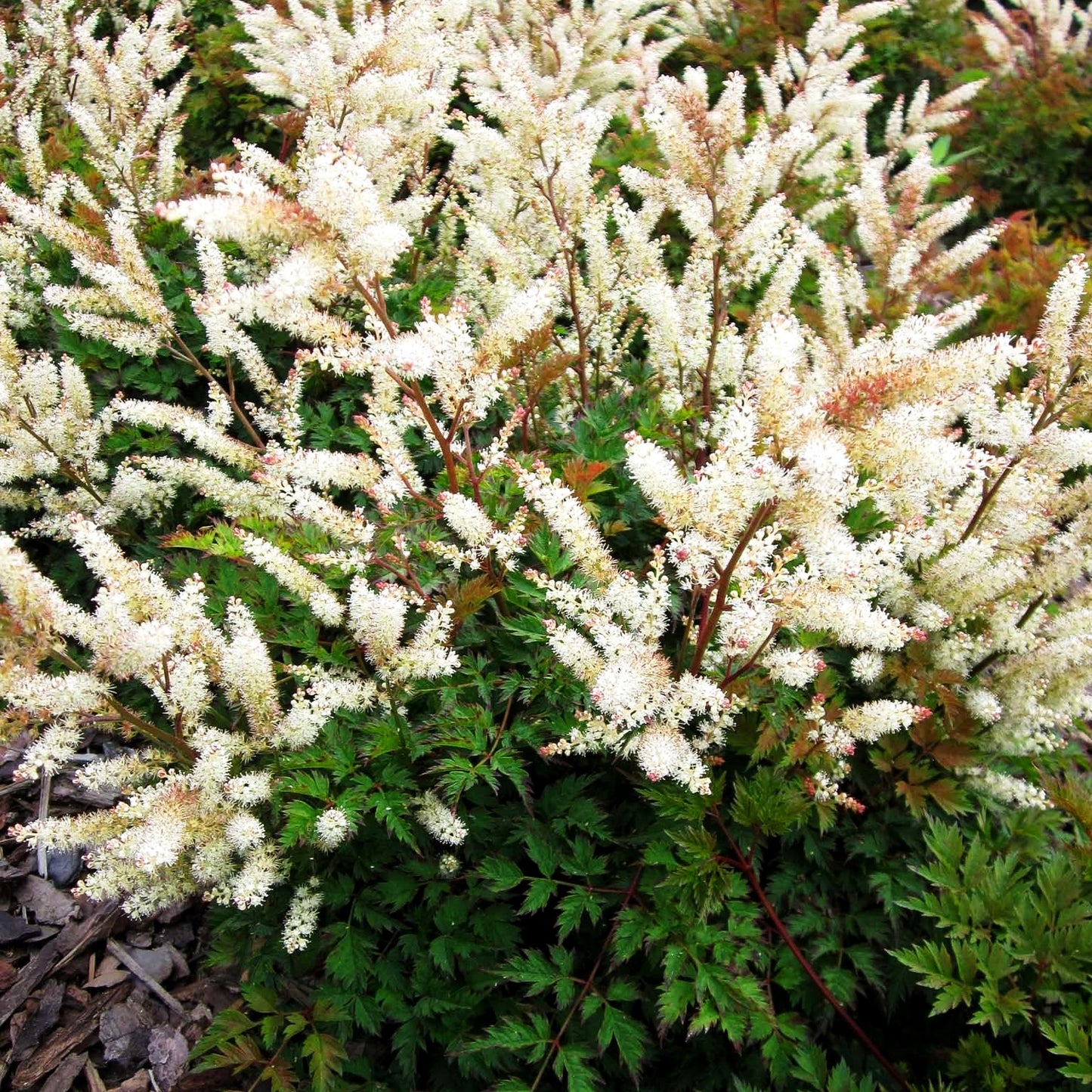Kleiner Geißbart 'Bronze' (Aruncus aethusifolius)