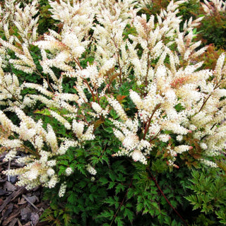 Kleiner Geißbart 'Bronze' (Aruncus aethusifolius)