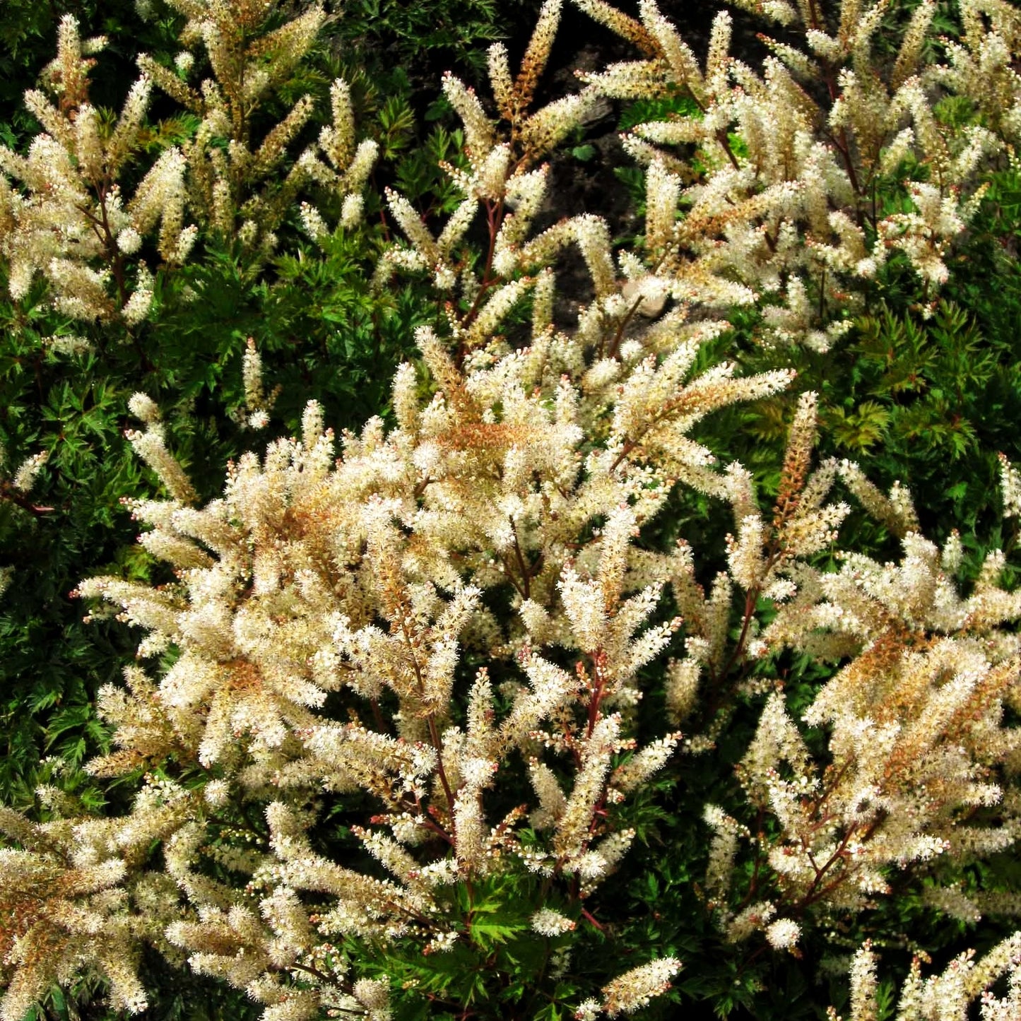 Kleiner Geißbart 'Bronze' (Aruncus aethusifolius)