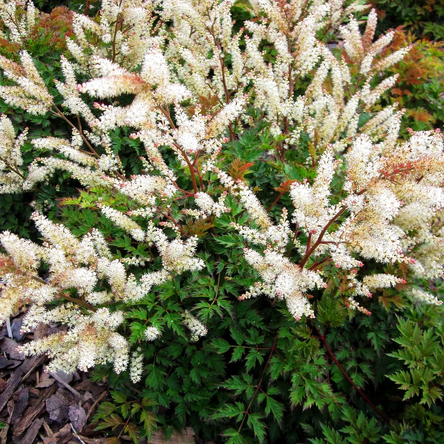 Kleiner Geißbart 'Bronze' (Aruncus aethusifolius)