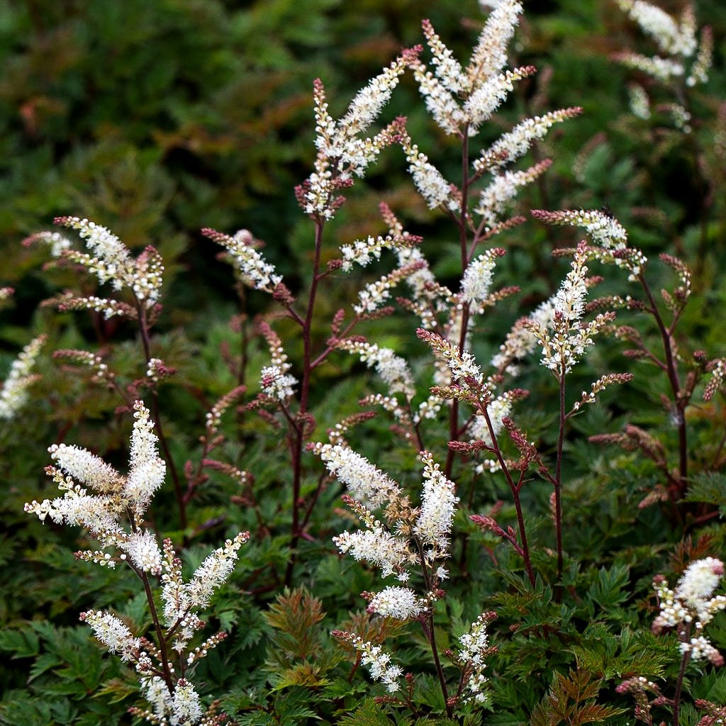 Kleiner Geißbart 'Bronze' (Aruncus aethusifolius)