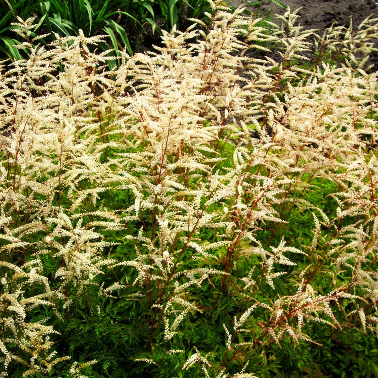 Kleiner Geißbart 'Johannifest' (Aruncus aethusifolius)