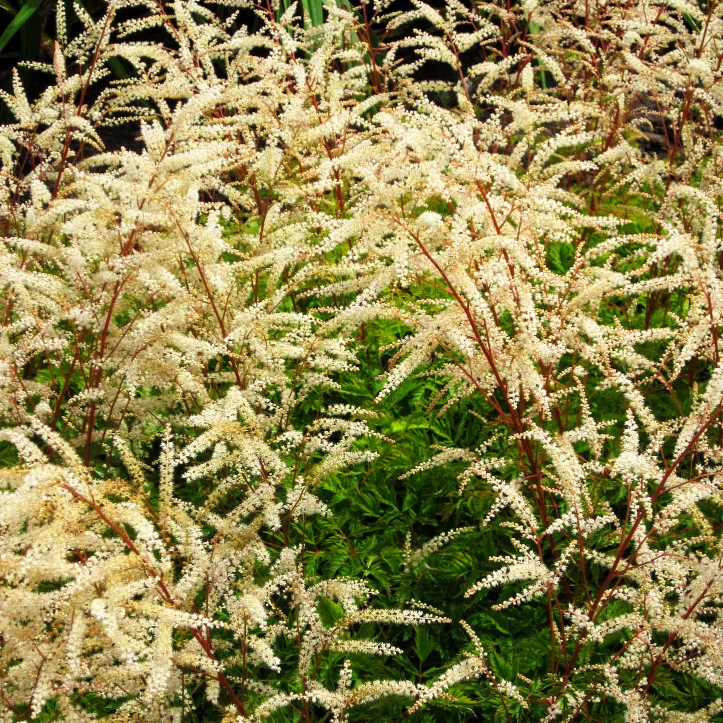 Kleiner Geißbart 'Johannifest' (Aruncus aethusifolius)