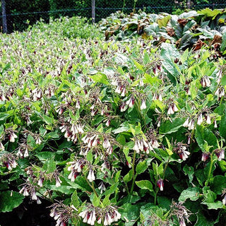 Kleiner Kaukasus-Beinwell 'Hidcote Blue' (Symphytum grandiflorum)