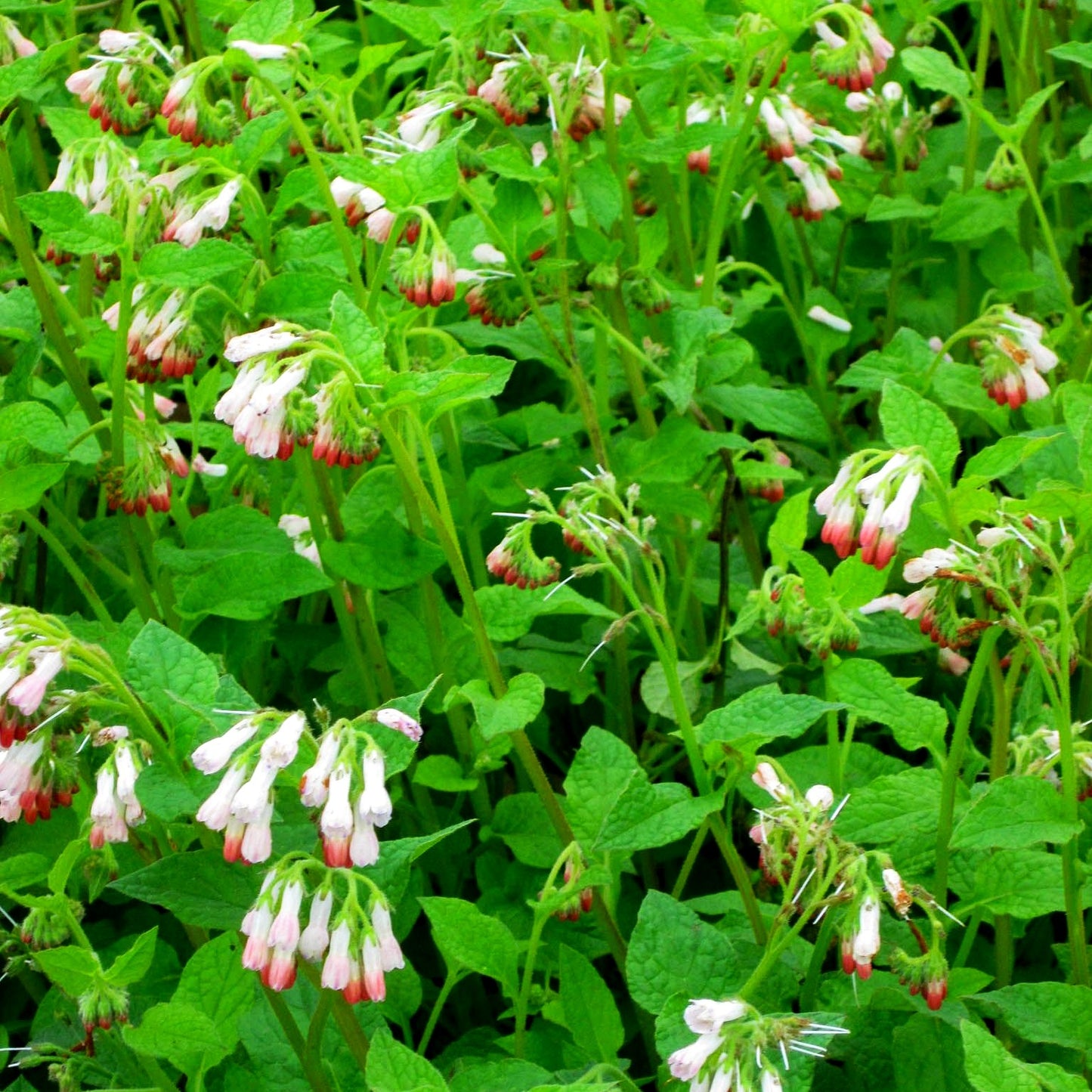 Kleiner Kaukasus-Beinwell 'Hidcote Pink' (Symphytum grandiflorum)