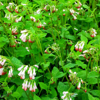 Kleiner Kaukasus-Beinwell 'Hidcote Pink' (Symphytum grandiflorum)