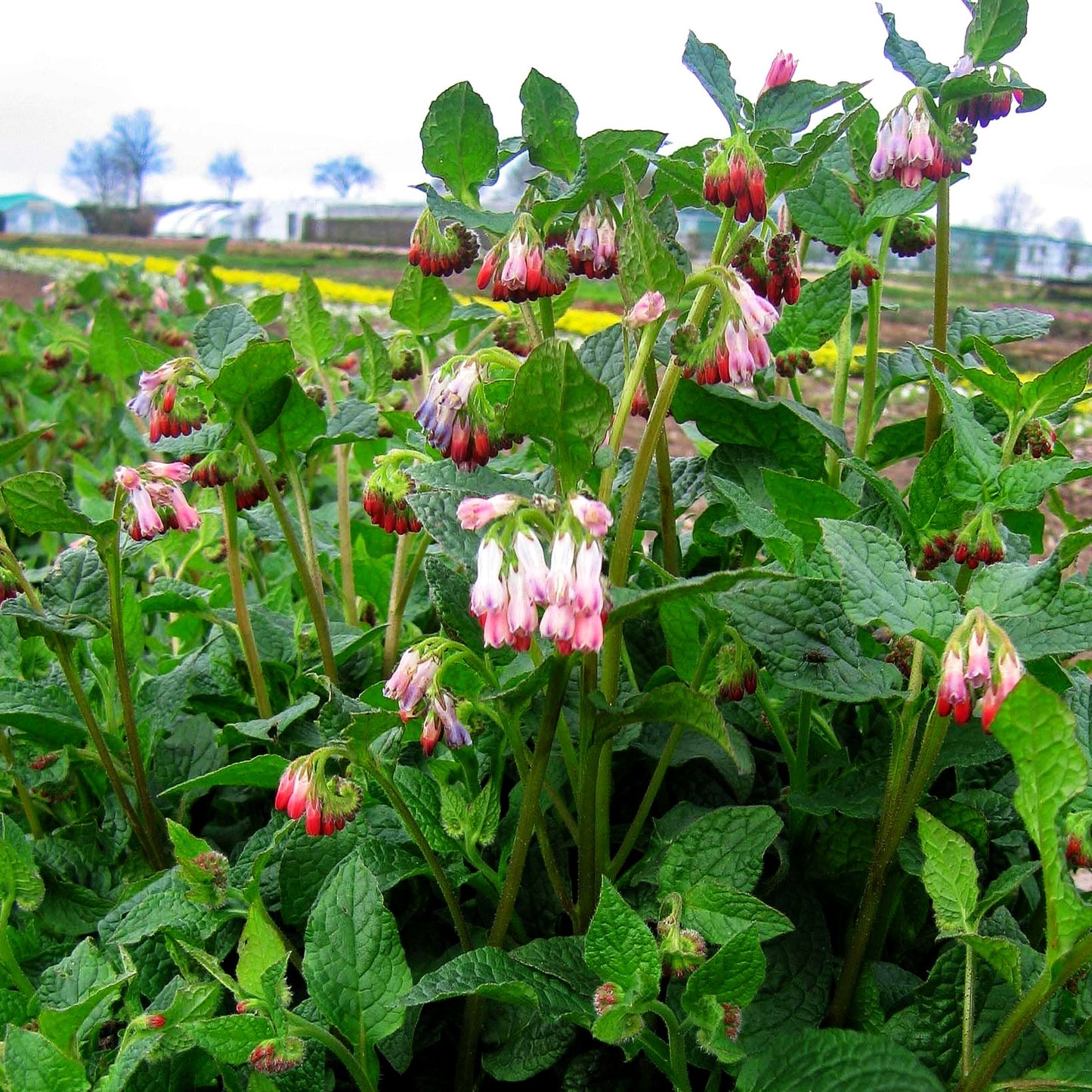 Kleiner Kaukasus-Beinwell 'Hidcote Pink' (Symphytum grandiflorum)