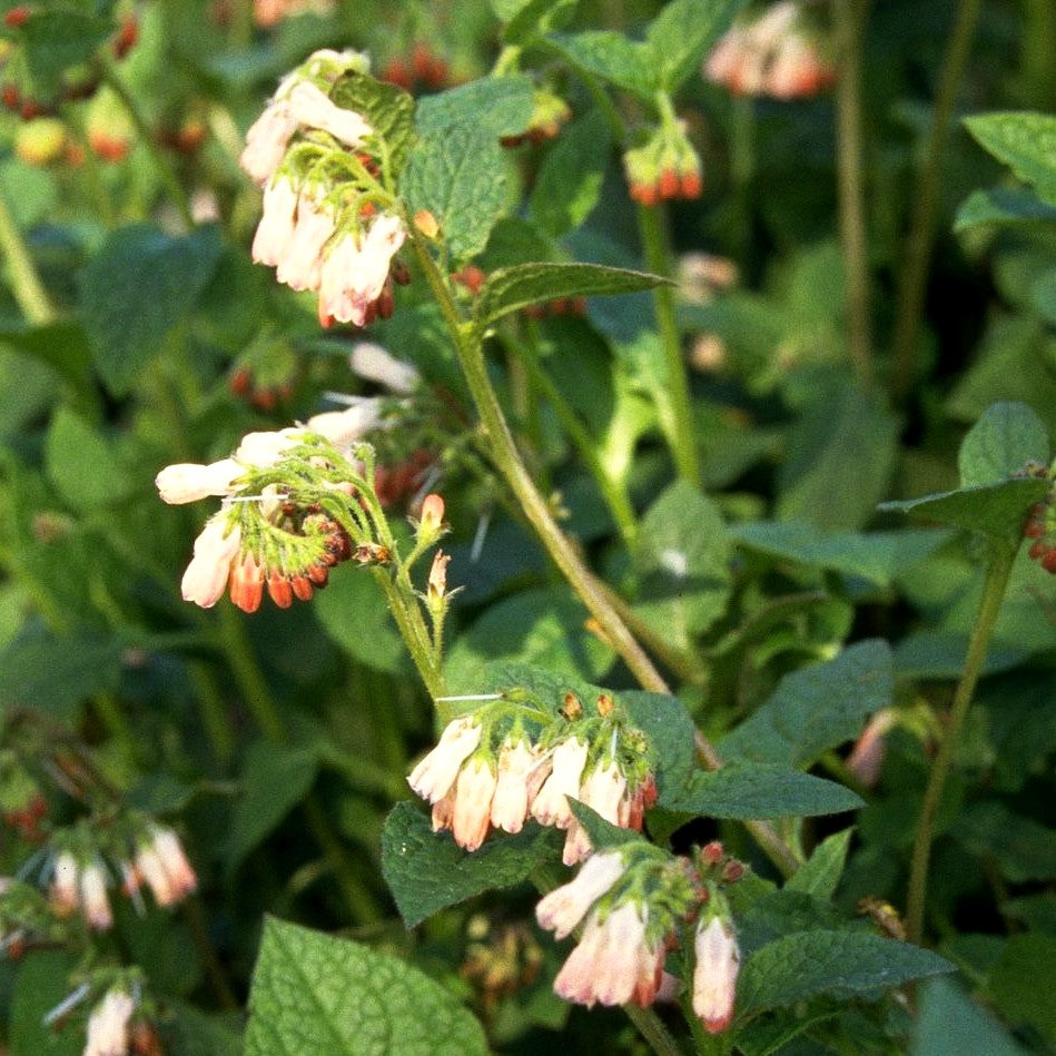 Kleiner Kaukasus-Beinwell 'Hidcote Pink' (Symphytum grandiflorum)