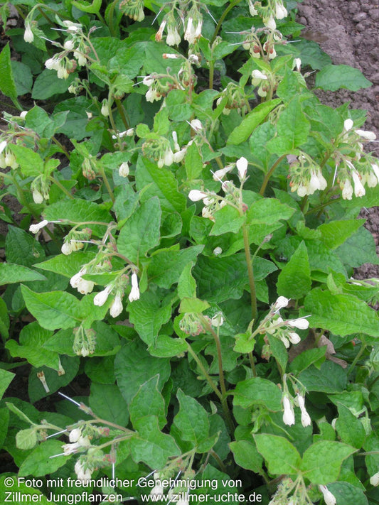 Kleiner Kaukasus-Beinwell (Symphytum grandiflorum)