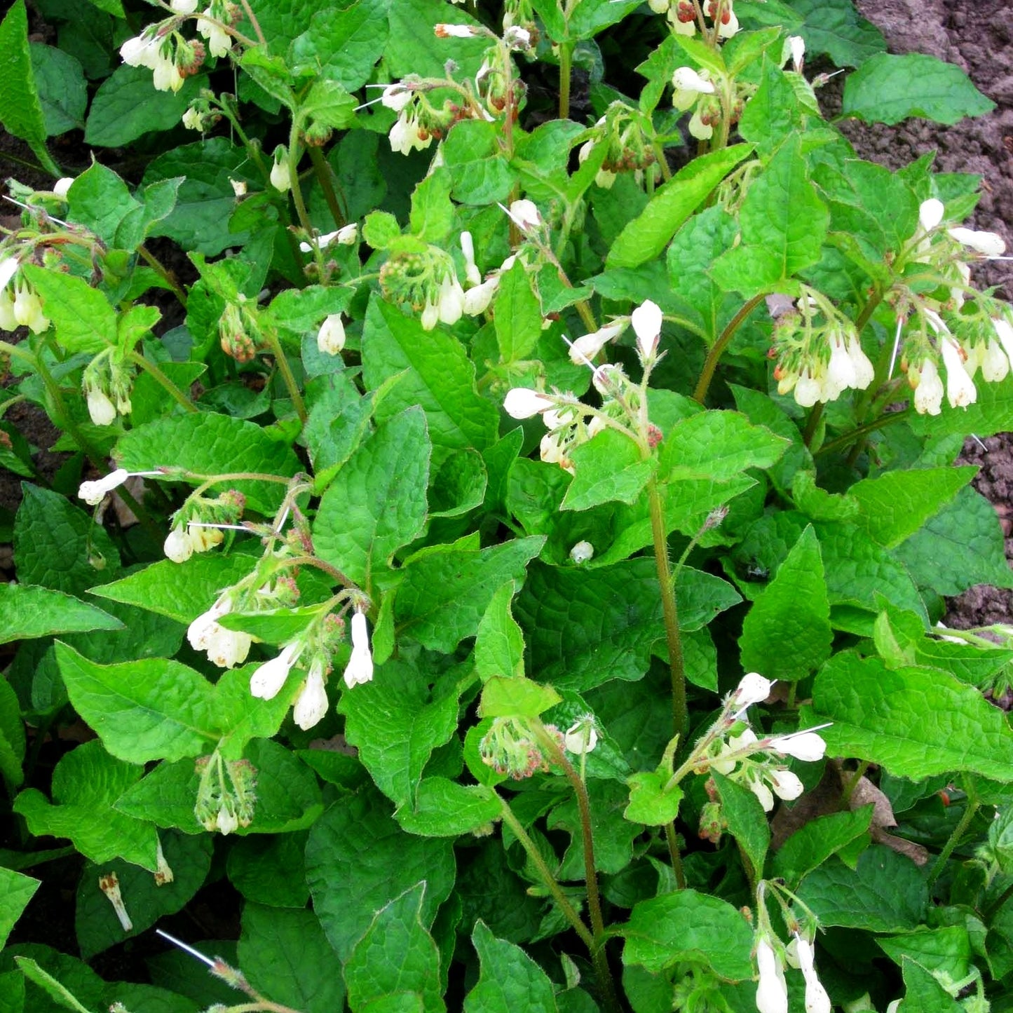 Kleiner Kaukasus-Beinwell (Symphytum grandiflorum)