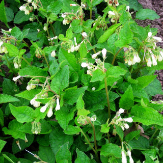 Kleiner Kaukasus-Beinwell (Symphytum grandiflorum)