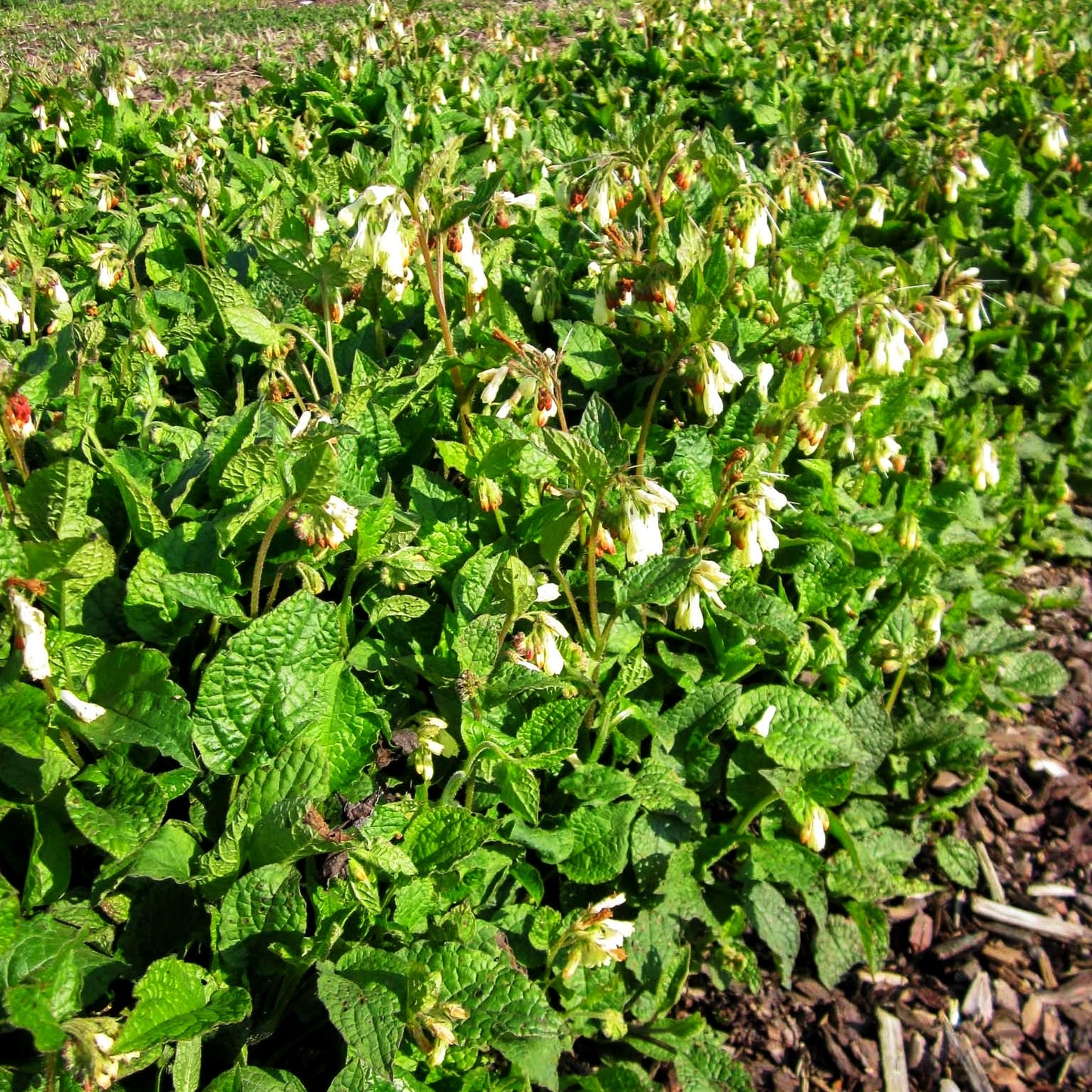 Kleiner Kaukasus-Beinwell (Symphytum grandiflorum)