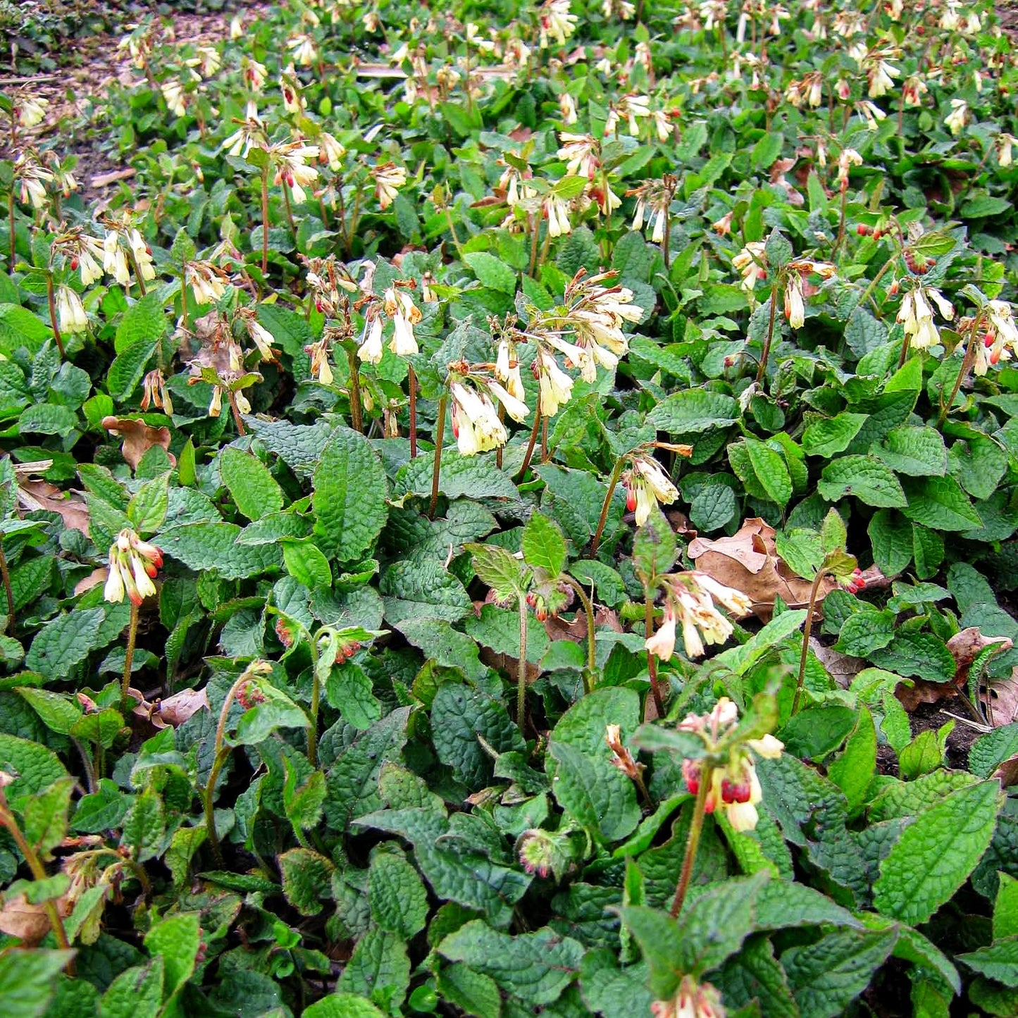 Kleiner Kaukasus-Beinwell (Symphytum grandiflorum)