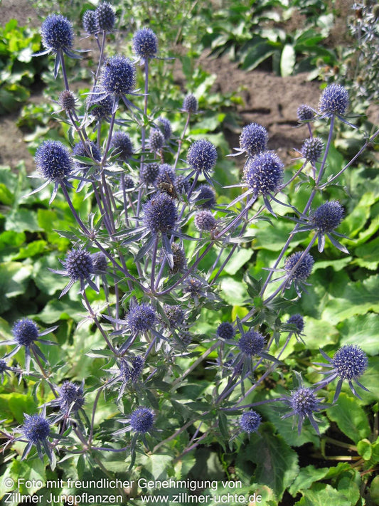 Kleiner Mannstreu 'Blauer Zwerg' (Eryngium planum)