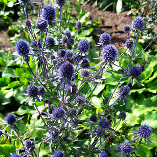Kleiner Mannstreu 'Blauer Zwerg' (Eryngium planum)