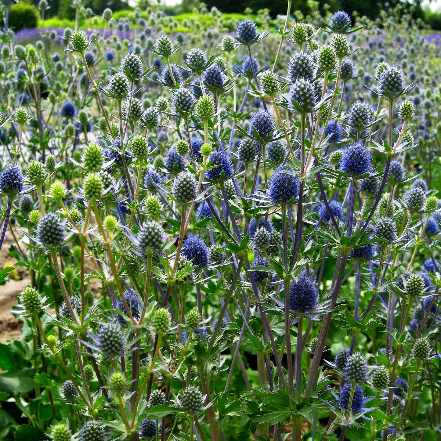 Kleiner Mannstreu 'Blauer Zwerg' (Eryngium planum)
