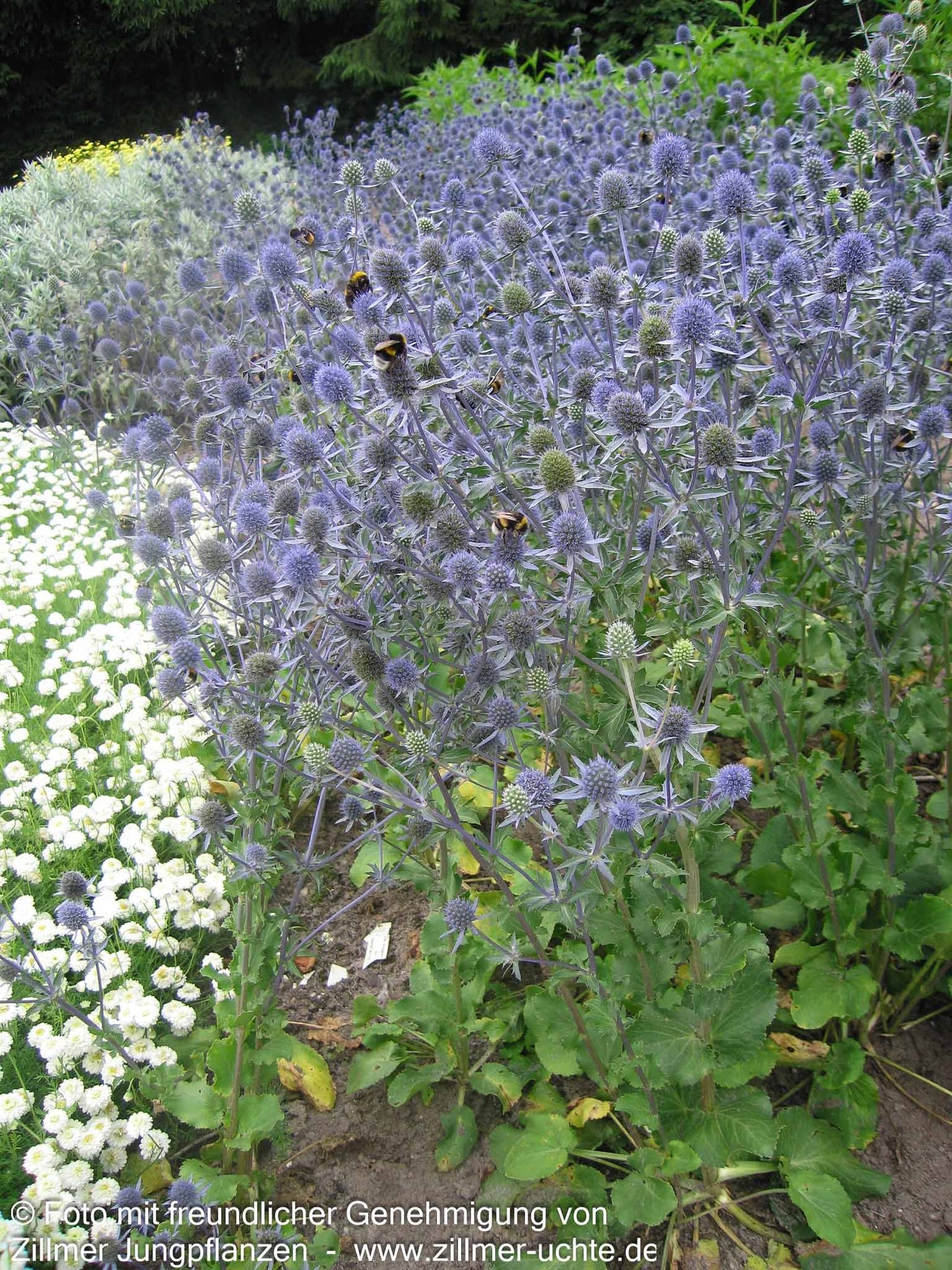 Kleiner Mannstreu 'Blauer Zwerg' (Eryngium planum)