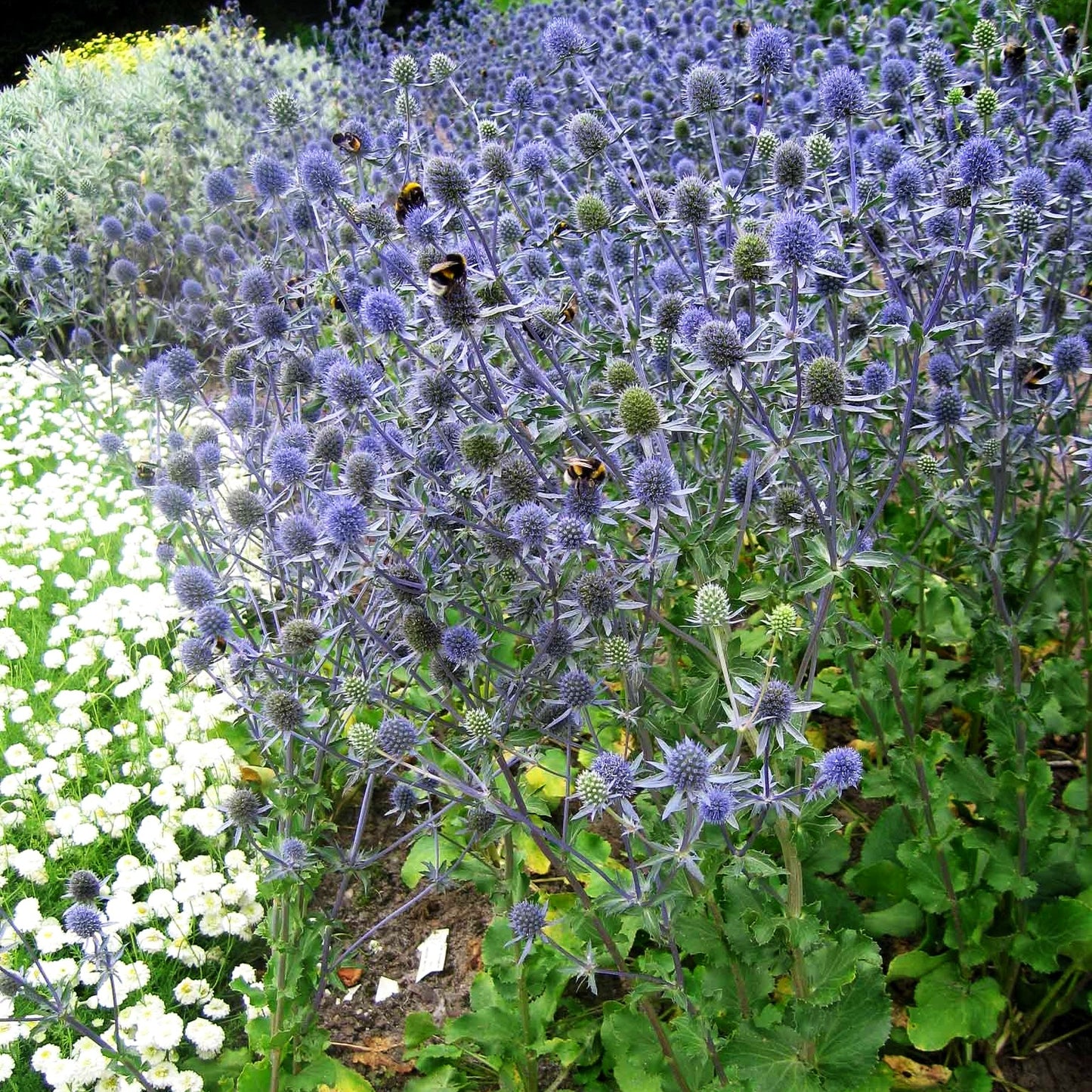 Kleiner Mannstreu 'Blauer Zwerg' (Eryngium planum)