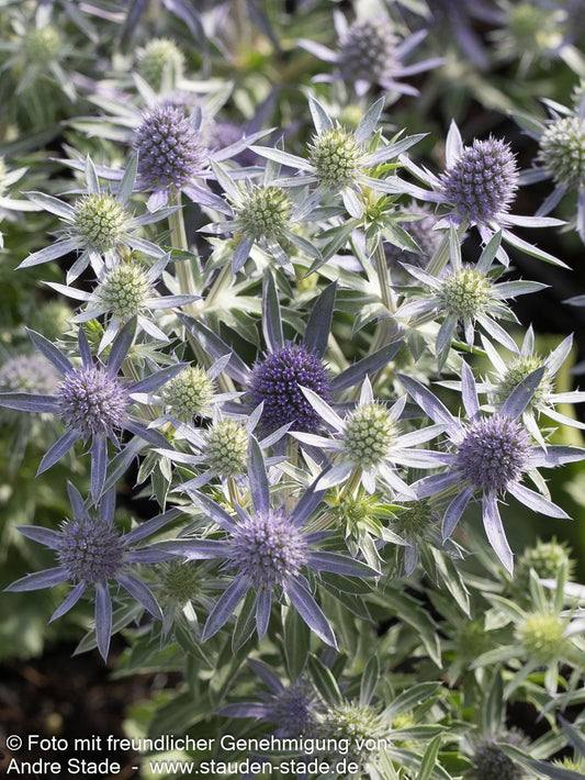 Kleiner Mannstreu 'Blue Hobbit' (Eryngium planum)