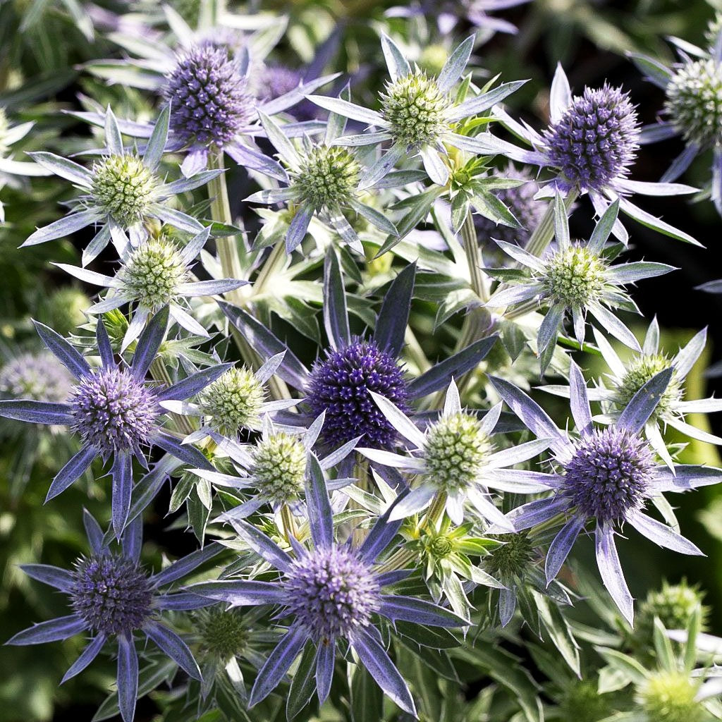 Kleiner Mannstreu 'Blue Hobbit' (Eryngium planum)