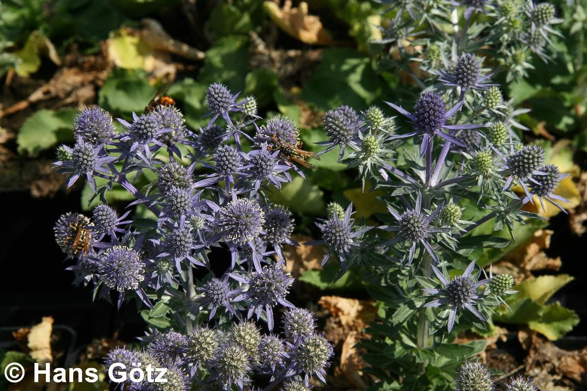 Kleiner Mannstreu 'Blue Hobbit' (Eryngium planum)