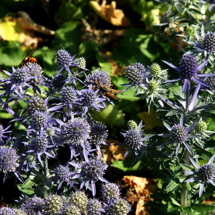 Kleiner Mannstreu 'Blue Hobbit' (Eryngium planum)