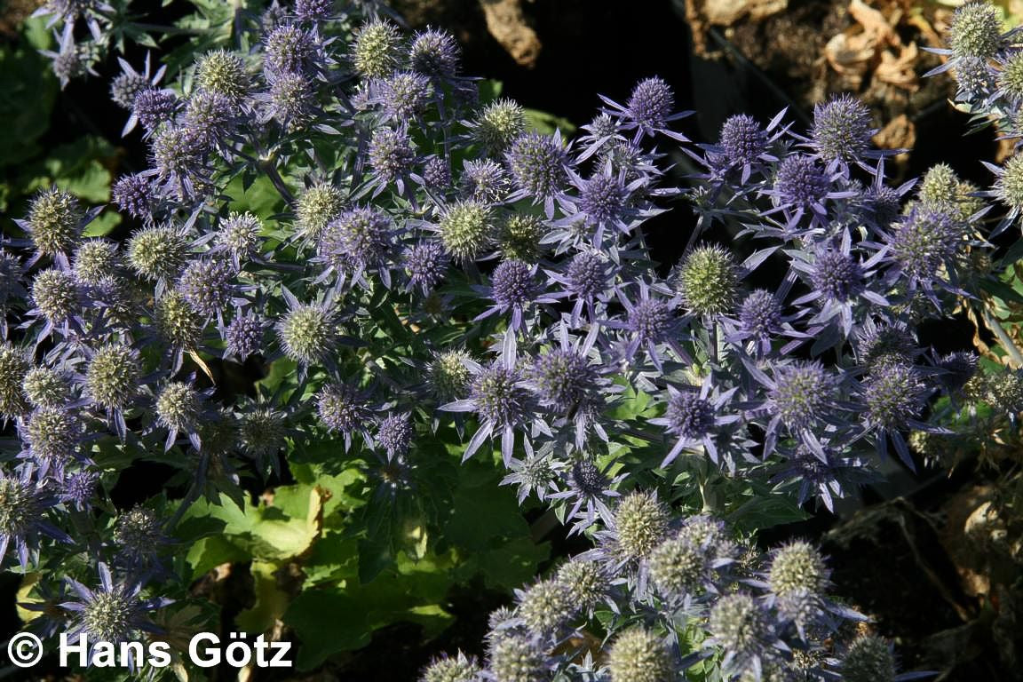 Kleiner Mannstreu 'Blue Hobbit' (Eryngium planum)