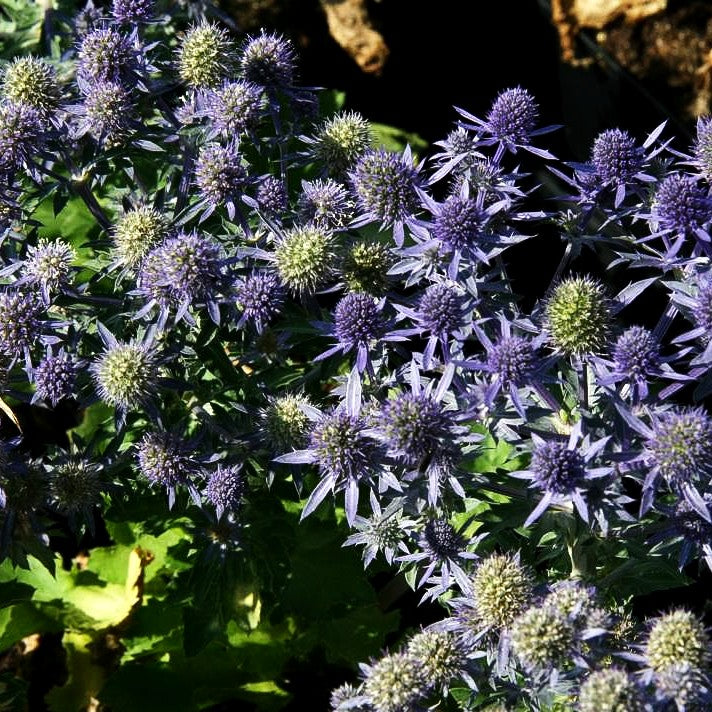 Kleiner Mannstreu 'Blue Hobbit' (Eryngium planum)
