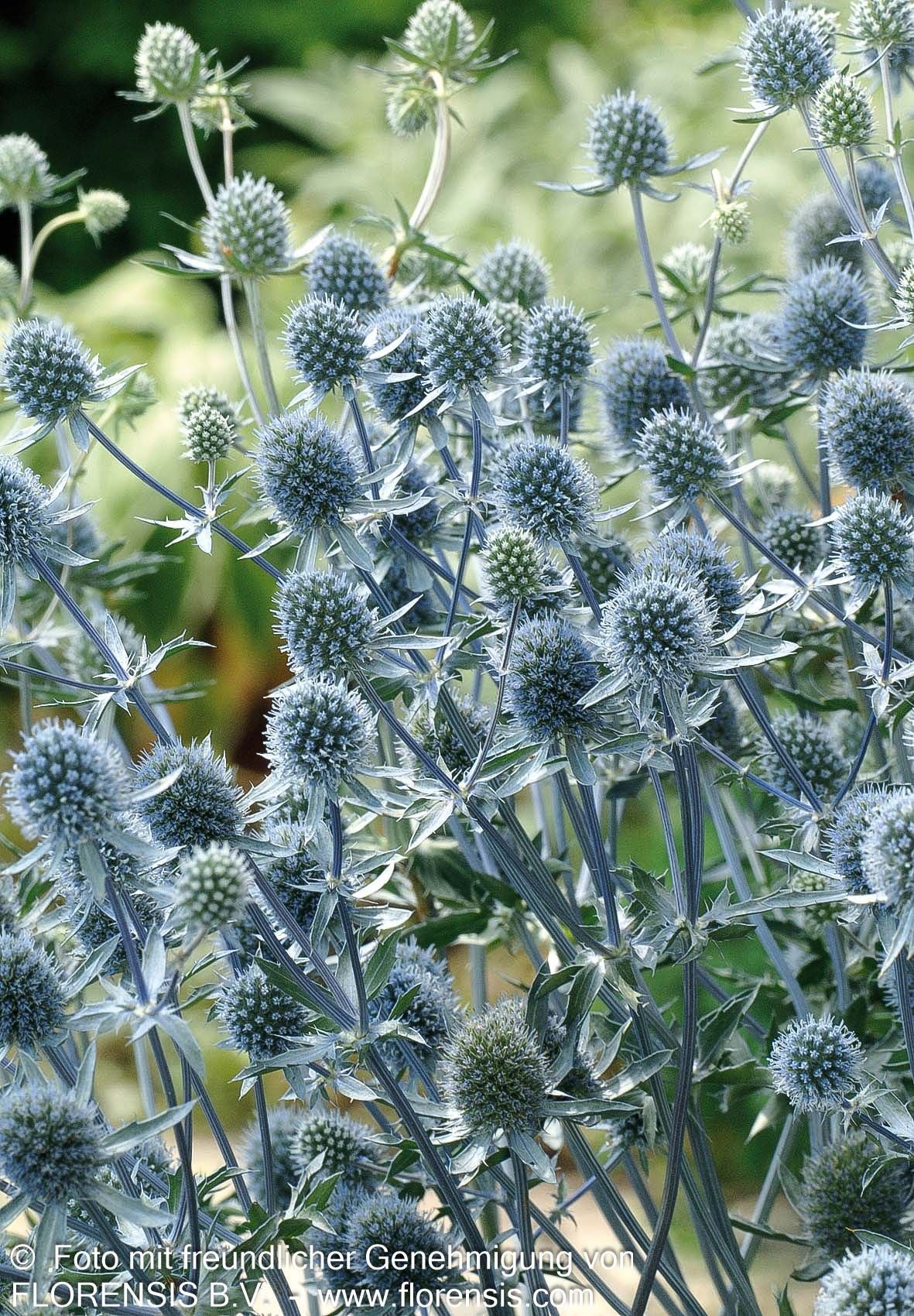 Kleiner Mannstreu 'Blue Hobbit' (Eryngium planum)