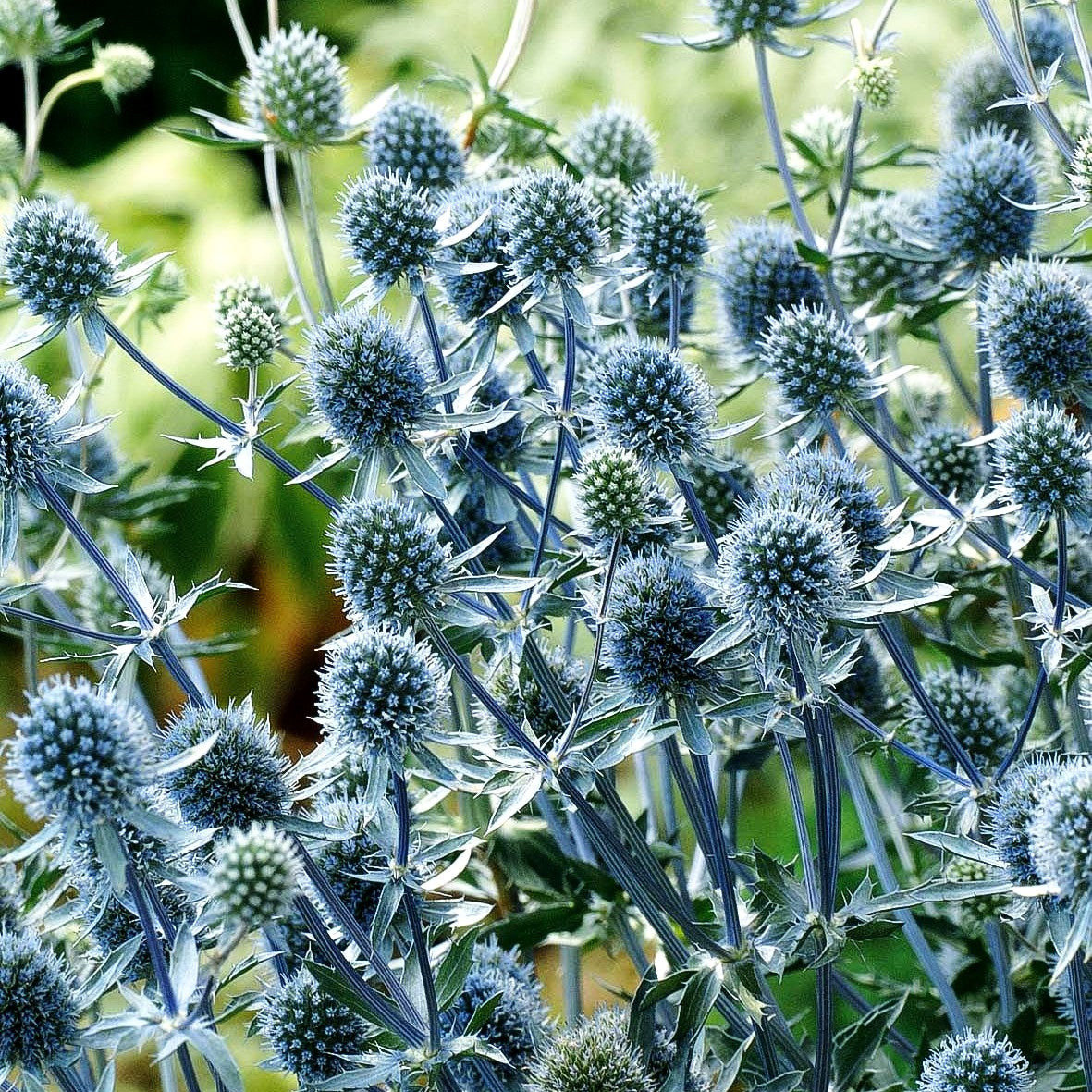 Kleiner Mannstreu 'Blue Hobbit' (Eryngium planum)