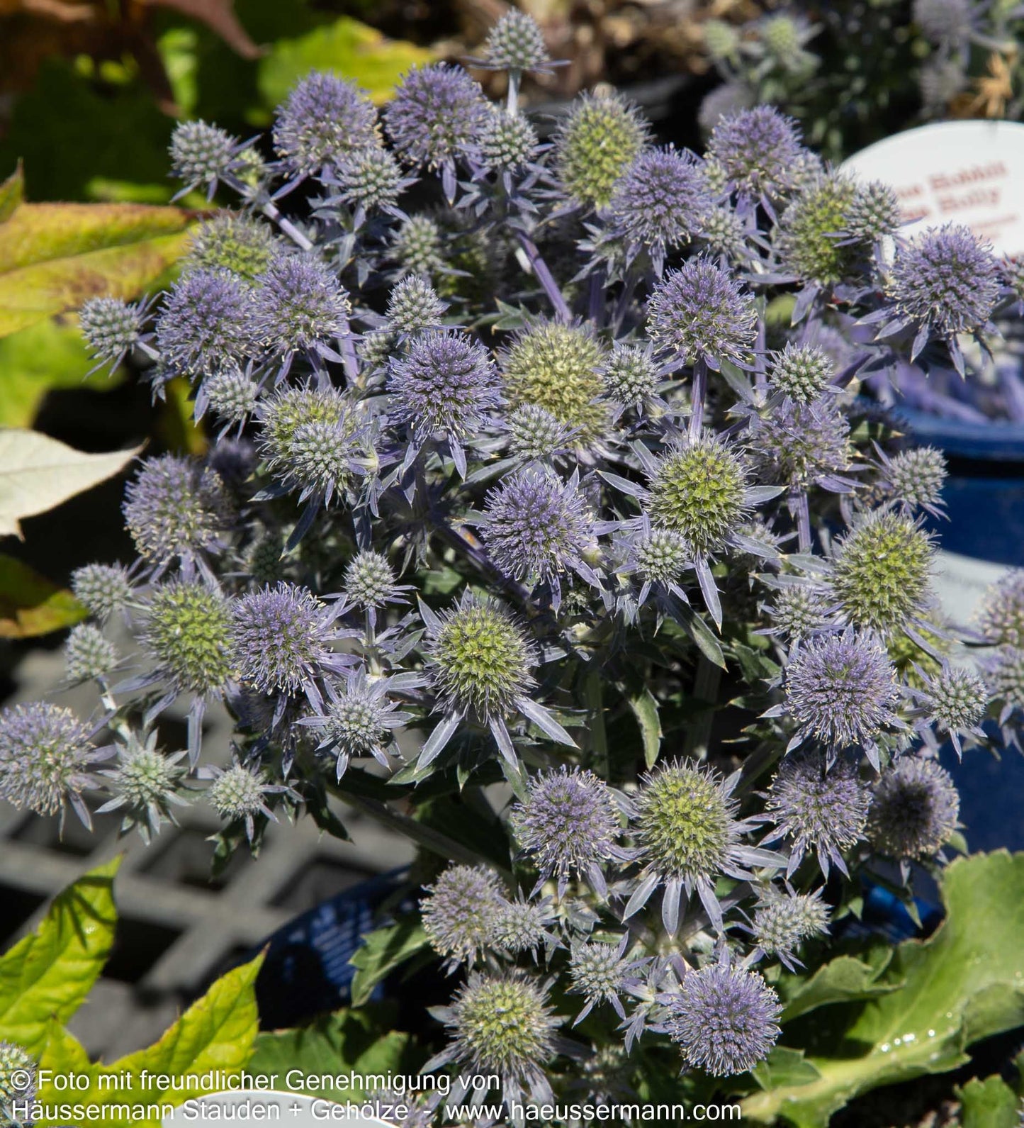 Kleiner Mannstreu 'Blue Hobbit' (Eryngium planum)