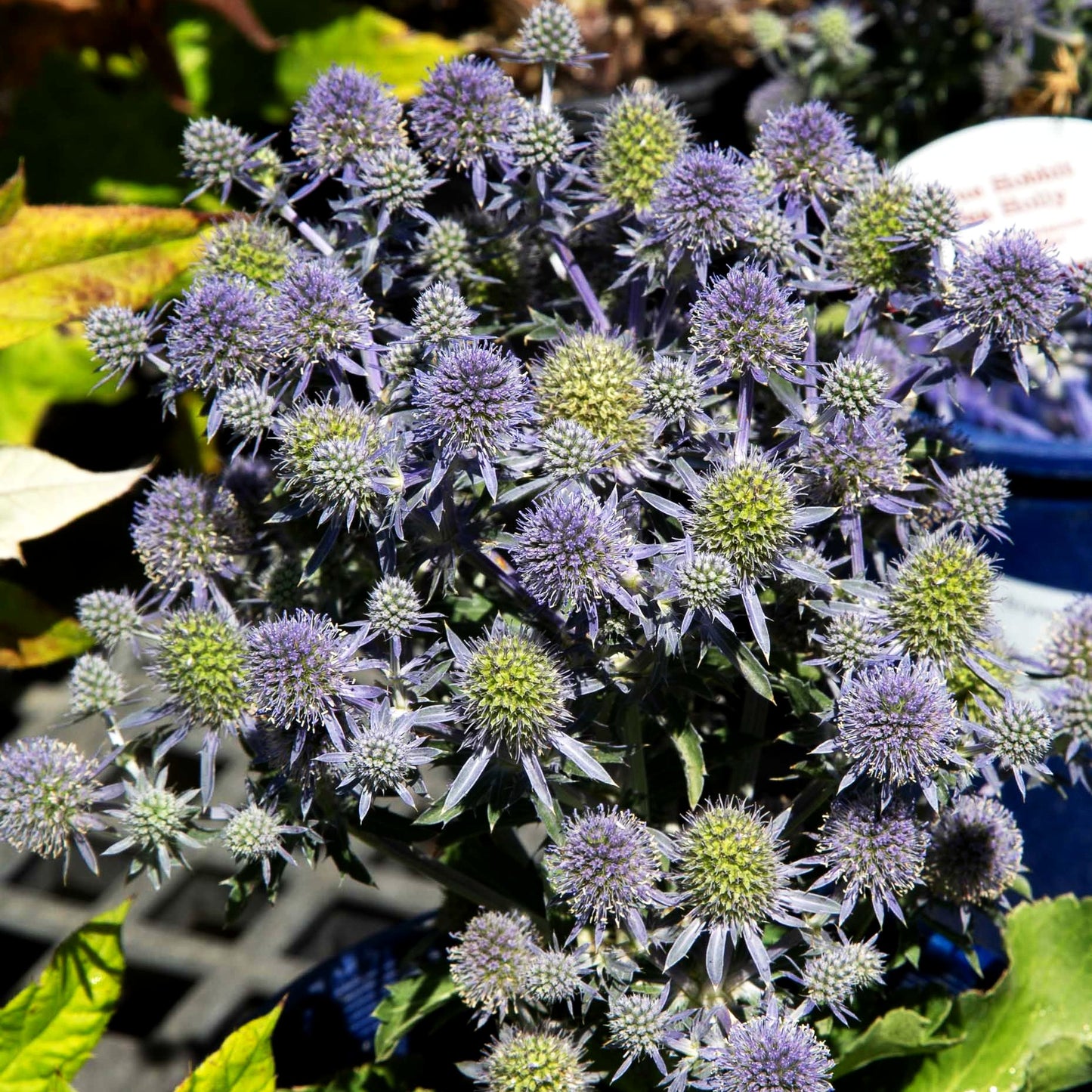 Kleiner Mannstreu 'Blue Hobbit' (Eryngium planum)